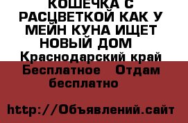 КОШЕЧКА С РАСЦВЕТКОЙ КАК У МЕЙН-КУНА ИЩЕТ НОВЫЙ ДОМ - Краснодарский край Бесплатное » Отдам бесплатно   